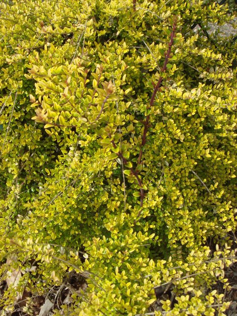 Lonicera nitida 'Baggessen's Gold'